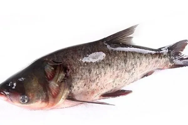 金鲨酱胖头鱼视频教程-爆汁配方社